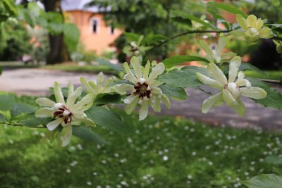 Calycantus x 'Venus' - sazaník křížený - květy